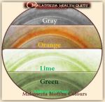 Malassezia Bioflim Colours-MQ
